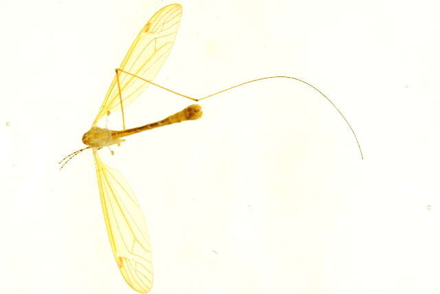 Image of Nephrotoma eucera (Loew 1863)