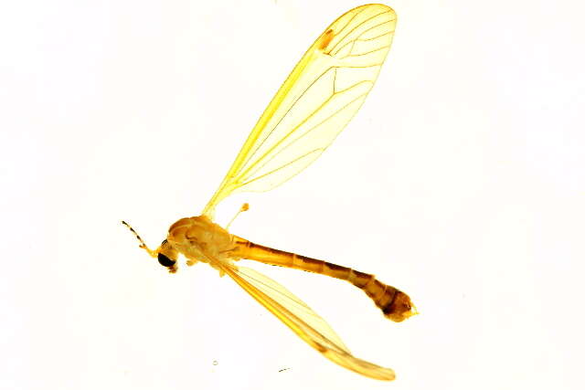 Image of Nephrotoma eucera (Loew 1863)