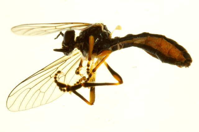 Image of Eudioctria propinqua (Bromley 1924)