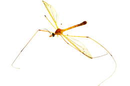 Image of large crane flies