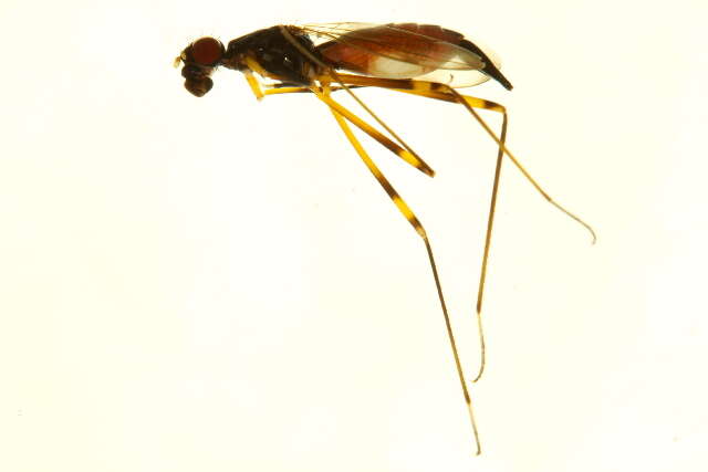 Image of Rainieria antennaepes (Say 1823)