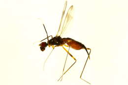 Image of Rainieria antennaepes (Say 1823)