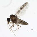 Image of Culicoides stellifer (Coquillett 1901)