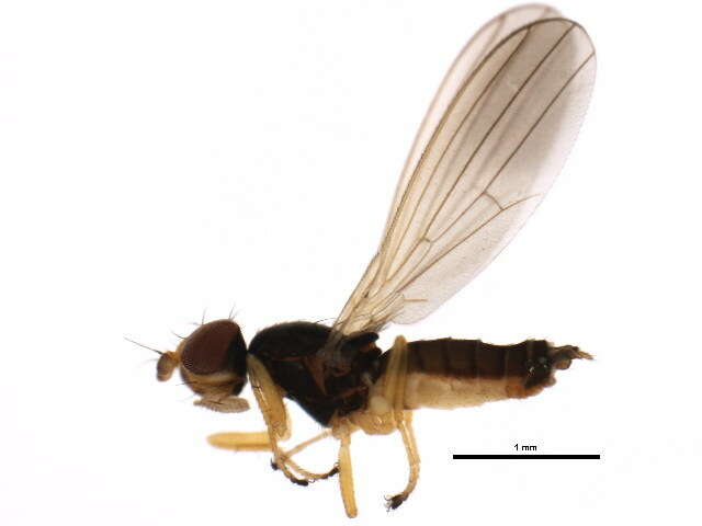 Image of Anthomyza