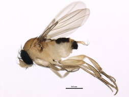 Image of Apocephalus pergandei Coquillett 1901