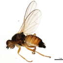 Image de Acerocnema macrocera (Meigen 1826)