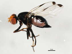 Image of Seioptera