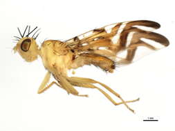 Image of Sunflower Maggot