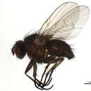 Image of Helina setiventris Ringdahl 1924