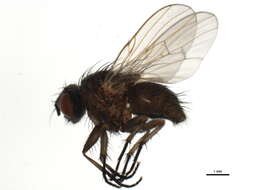 Image of Helina setiventris Ringdahl 1924