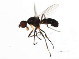 Image of Themira annulipes (Meigen 1826)