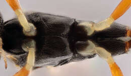 Image of Hypamblys albopictus (Gravenhorst 1829)