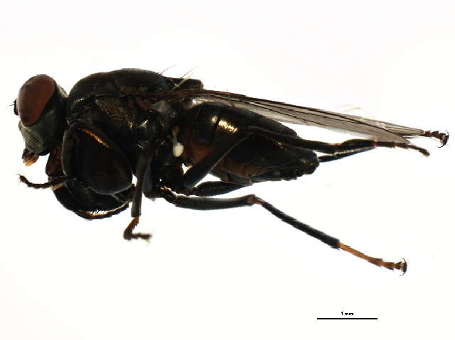 Image of Mantis Fly