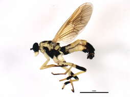 Image of Xylomya