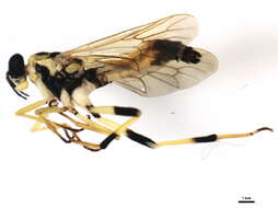 Image of Xylomya