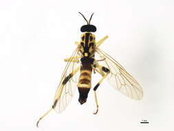 Image of Xylomya
