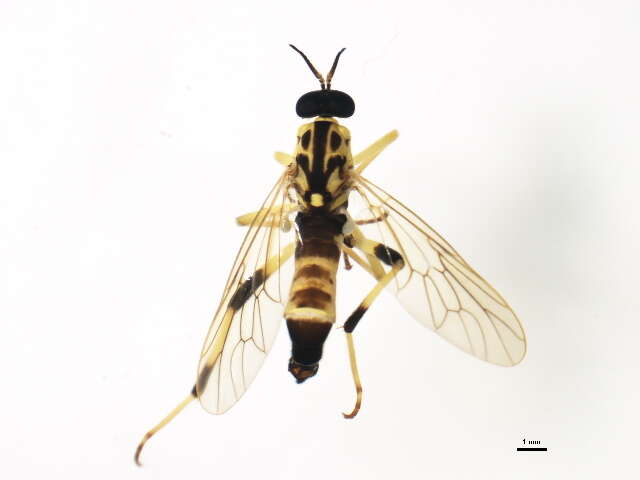 Image of Xylomya