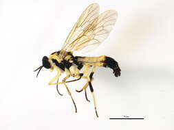 Image of Xylomya