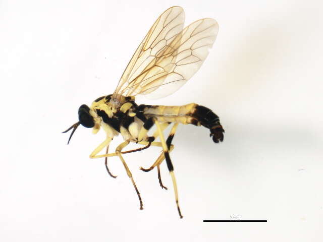 Image of Xylomya
