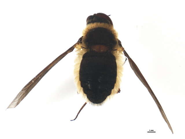 Image of Poecilanthrax tegminipennis (Say 1824)