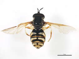 Image de Chrysotoxum pubescens Loew 1864