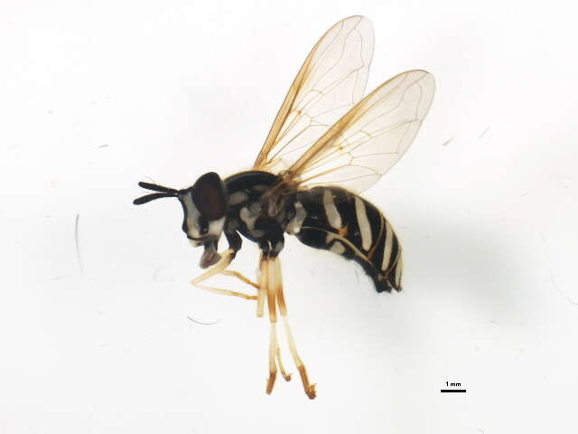 Image de Chrysotoxum pubescens Loew 1864