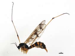 Image of Ptychoptera quadrifasciata Say 1824
