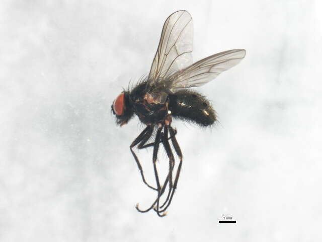 Image of Helina setiventris Ringdahl 1924