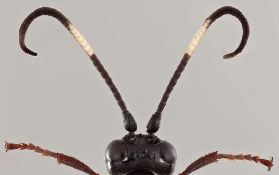 Image of Coelichneumon litoralis Horstmann 2000