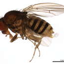 Image of Drosophila paramelanica Griffen 1942