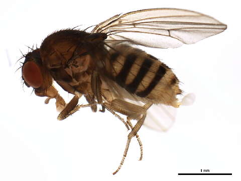 Drosophila paramelanica Griffen 1942 resmi