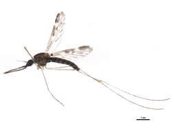 Sivun Anopheles punctipennis (Say 1823) kuva