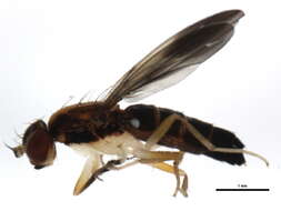 Image of Clusiodes