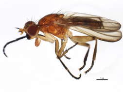 Image of Sciomyza aristalis (Coquillett 1901)