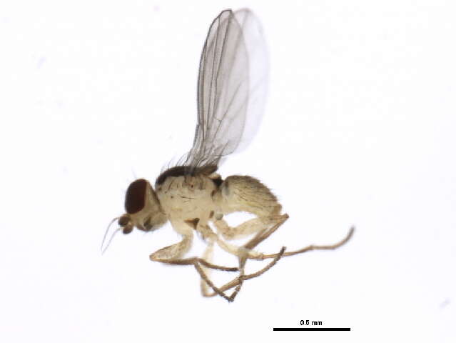 Phytoliriomyza resmi