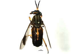 Image of Chrysops univittatus Macquart 1855