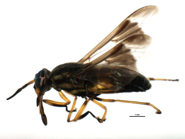 Image of Chrysops univittatus Macquart 1855