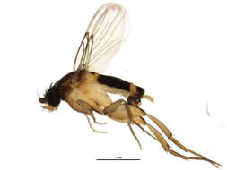 Image of Hump-backed fly