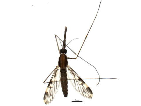 Sivun Anopheles punctipennis (Say 1823) kuva