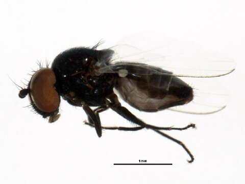 Image of Milichiella arcuata (Loew 1876)