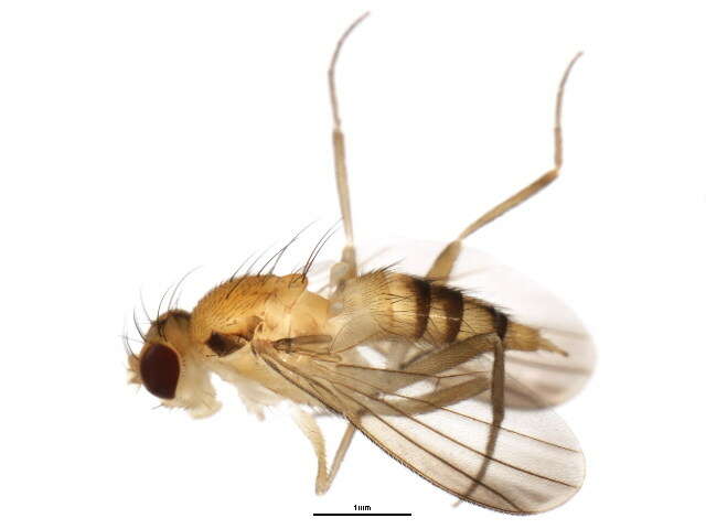 Sobarocephala lachnosternum Melander & Argo 1924 resmi