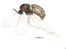 Image de Asteromyia euthamiae Gagne 1968