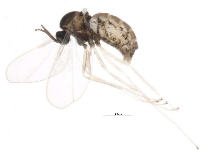 Image of Asteromyia euthamiae Gagne 1968