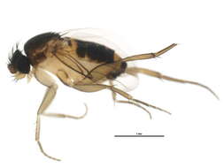 Image of Hump-backed fly