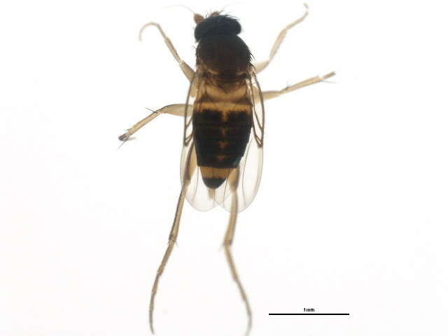 Image of Hump-backed fly