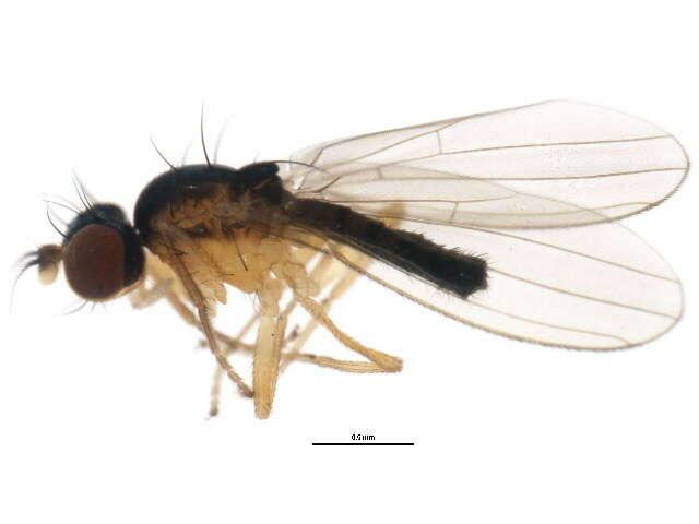 Mumetopia occipitalis Melander 1913 resmi