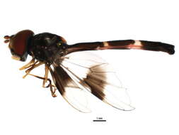 صورة Ocyptamus fascipennis (Wiedemann 1830)