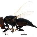 Image of <i>Physiphora demandata</i>