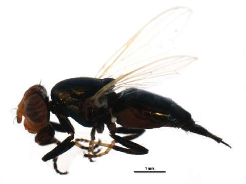 Image of <i>Physiphora demandata</i>