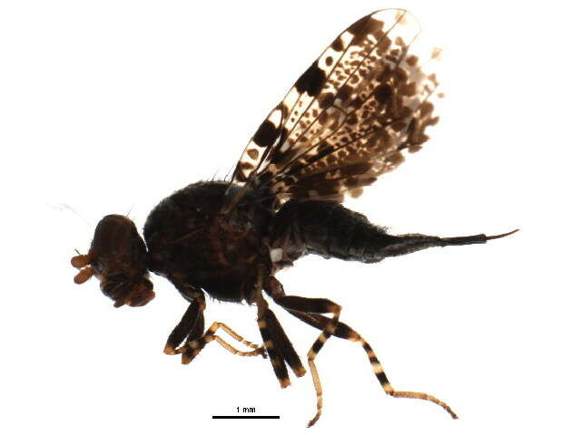 Image of Callopistromyia